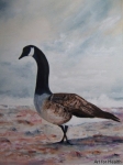 canada-goose-on-st-brides-beach-medium-web-view