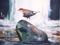 Dipper by the Falls
